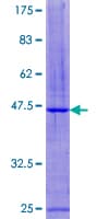 Human CST7 / Cystatin F Protein (Recombinant GST)