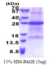 Human FAIM Protein (Recombinant His)