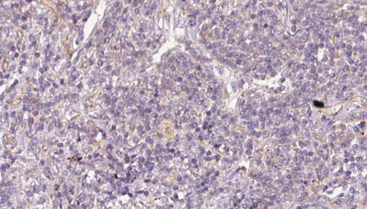 STBD1 Antibody