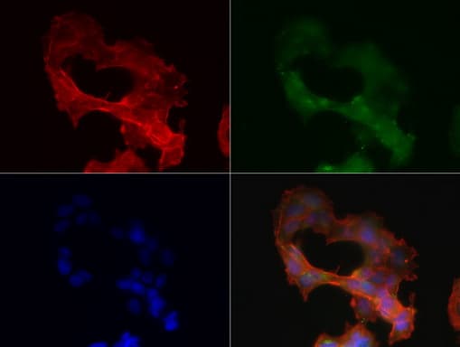 SDCBP / Syntenin Antibody (clone UMAB69, Carrier-free)