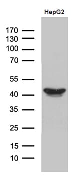 Monoclonal Mouse anti-Human APOL1 / Apolipoprotein L Antibody (clone OTI8B7, aa28-339, WB)