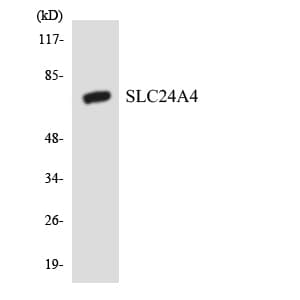 SLC24A4 / NCKX4 Antibody (aa316-365)