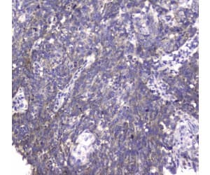 MRE11A / MRE11 Antibody