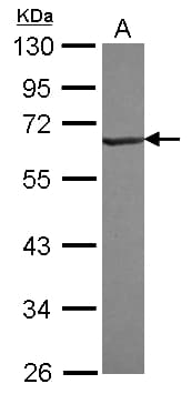 RNF25 Antibody