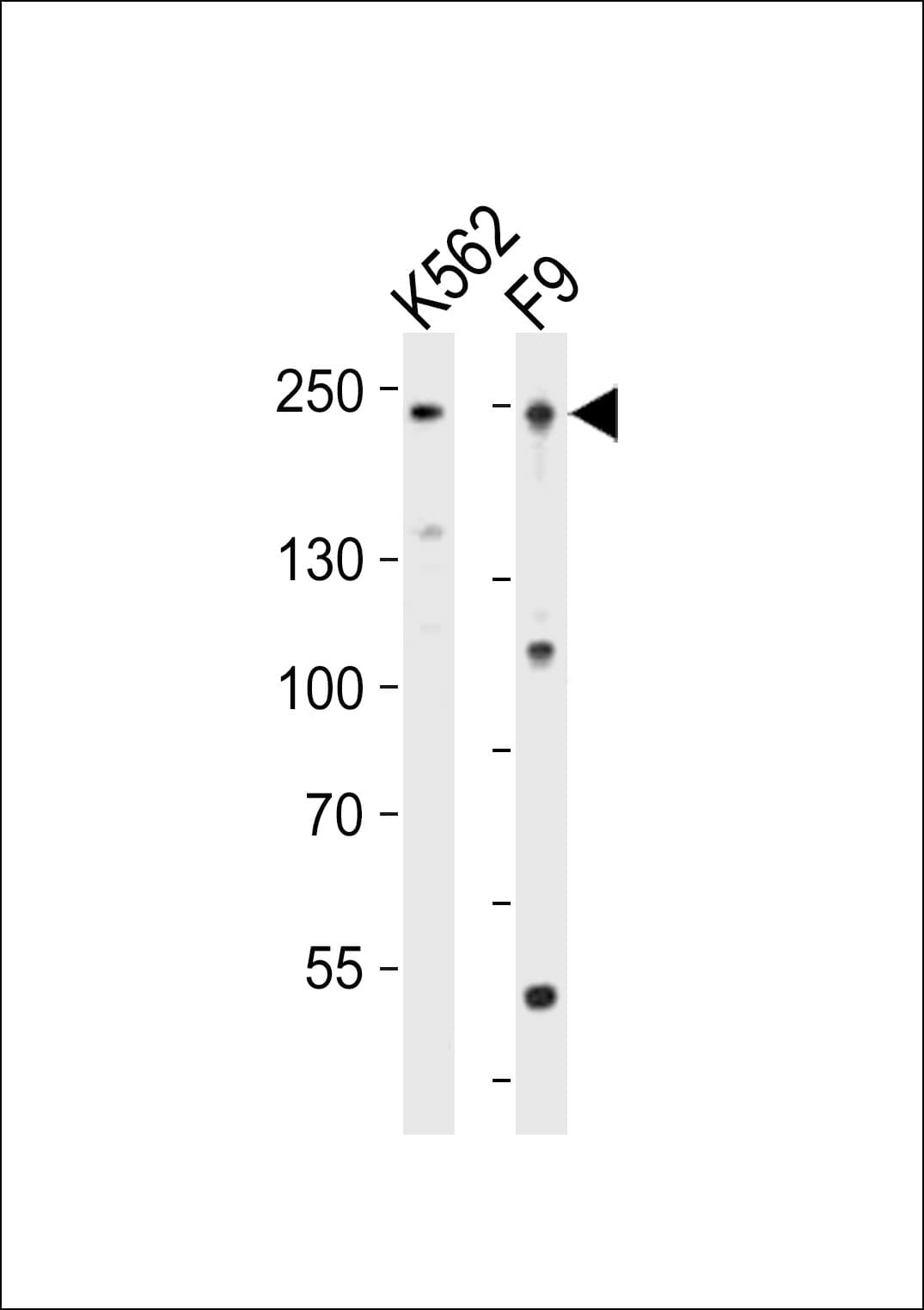DNMT / DNMT1 Antibody (aa881-914)