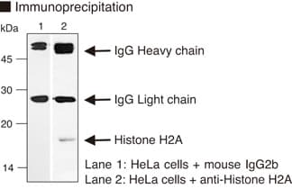 Histone H2A Antibody (clone C10037)