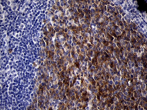 MME / CD10 Antibody (aa411-750, clone OTI2A4, Carrier-free)
