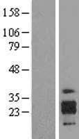 ICAM4 / CD242 Protein (Over-Expression Lysate Myc-DDK (Flag))