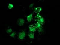 ANKRD53 Antibody (aa1-300, clone OTI1A7, Carrier-free)
