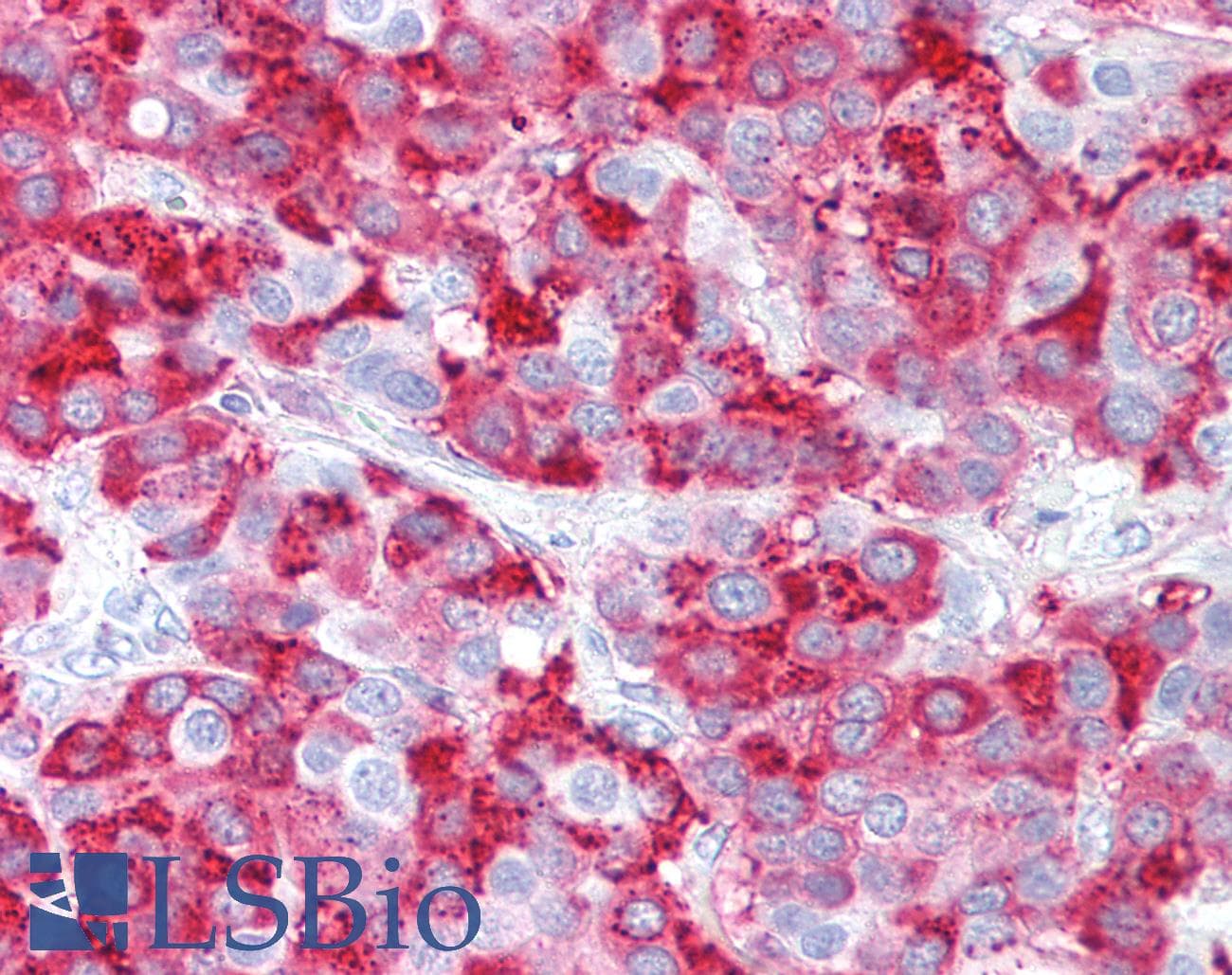 PathPlus™ RXFP1/ LGR7 Antibody (C-Terminus)