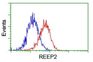 REEP2 Antibody (clone OTI2C7)