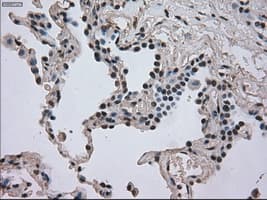 DHFR Antibody (clone OTI3A11, Carrier-free)