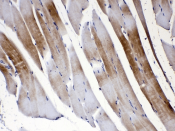 GJC1 / CX45 / Connexin 45 Antibody
