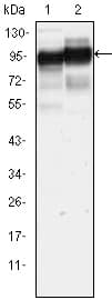 IHC-plus™ CD44 Antibody (clone 8E2F3)