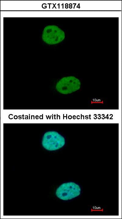 GTF3C4 Antibody