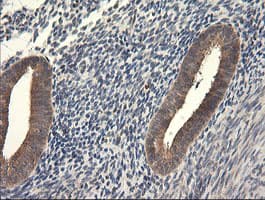 UBE2G2 Antibody (clone OTI4D4, Carrier-free)