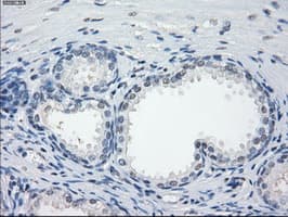 GBP2 Antibody (clone OTI4H2)