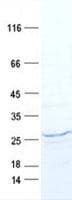 Human MRPS23 Protein (Recombinant DDK,C-terminus)