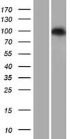 PDE6C Protein (Over-Expression Lysate Myc-DDK (Flag))