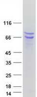Human BAG4 / SODD Protein (Recombinant Myc-DDK (Flag))