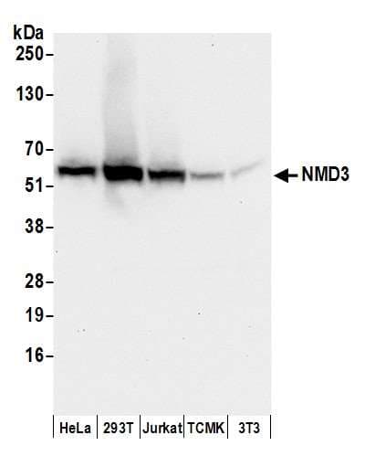 Polyclonal Rabbit anti-Human NMD3 Antibody (aa453-503, WB)