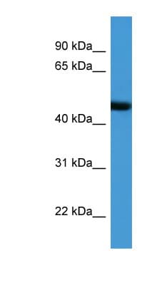 Polyclonal Rabbit anti-Human ADORA2A/Adenosine A2A Receptor Antibody (aa132-181, WB)
