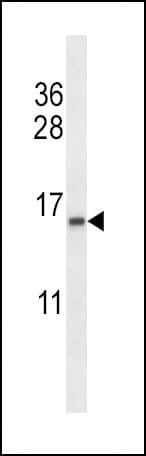 TCEB2 / Elongin B Antibody (aa21-48)