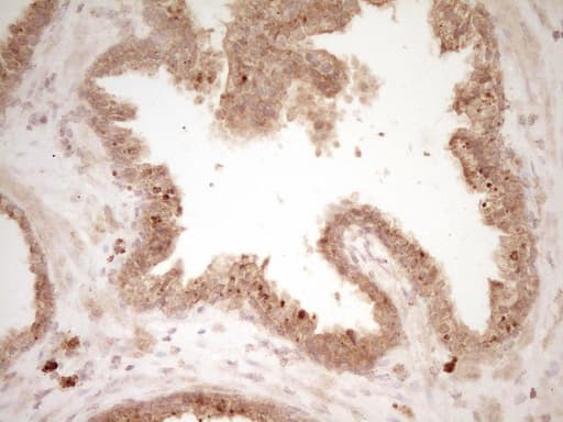 HGF / Hepatocyte Growth Factor Antibody (aa200-494, clone OTI3F2)