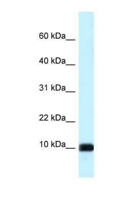 CALML3 Antibody (aa63-112)