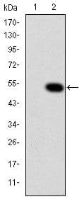 CRK Antibody (clone 3G11C1)