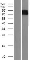 WDR26 Protein (Over-Expression Lysate Myc-DDK (Flag))