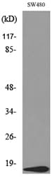 VEGFA / VEGF Antibody