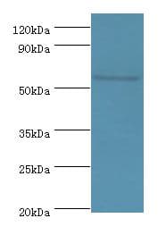 KMO Antibody (aa1-260)