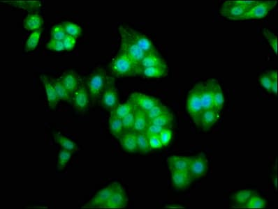 RASSF7 Antibody