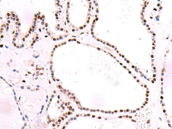 Polyclonal Rabbit anti-Human NASP Antibody (IHC, WB)
