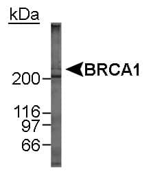 BRCA1 Antibody (aa1314-1864, clone MU, Biotin)