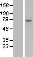 POMGNT2 / GTDC2 Protein (Over-Expression Lysate Myc-DDK (Flag))