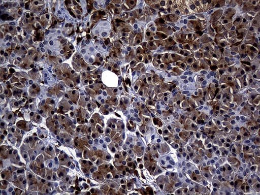 ALOX5 / 5-LOX Antibody (aa18-364, clone OTI1C1, Carrier-free)