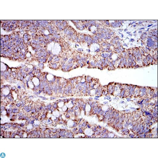 PHB / Prohibitin Antibody