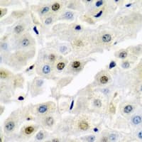 NONO / P54NRB Antibody