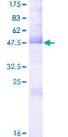 Human IL32 Protein (Recombinant GST)