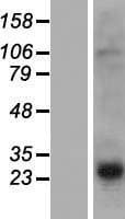 PRH2 Protein (Over-Expression Lysate Myc-DDK (Flag))