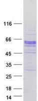 Human SPOCK2 Protein (Recombinant Myc-DDK (Flag))
