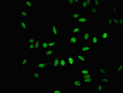 BTAF1 / TAF-172 Antibody
