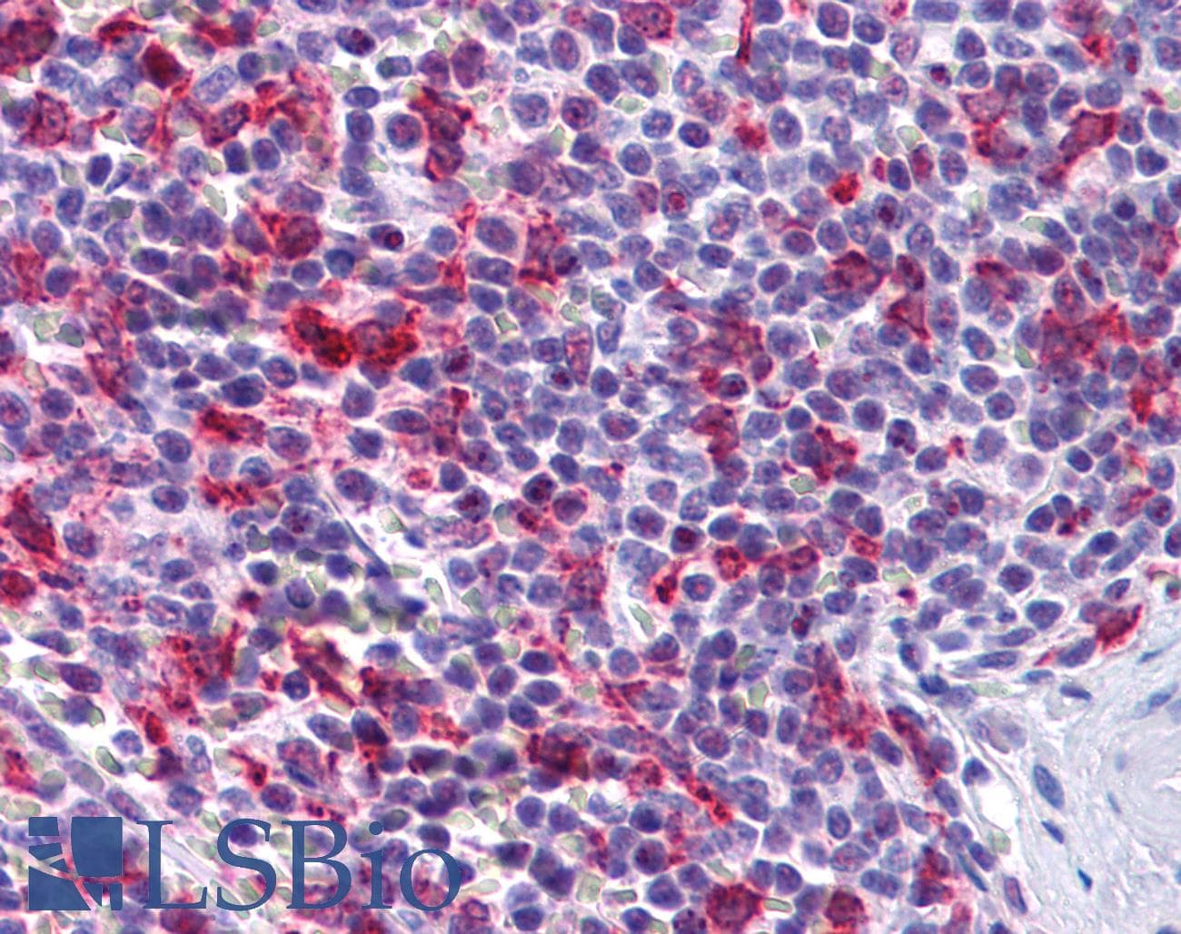 IHC-plus™ PCDH12 / VE-Cadherin-2 Antibody