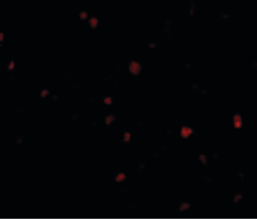 IHC-plus™ Polyclonal Rabbit anti-Human ORAI3 Antibody (IHC, IF, WB)