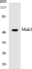 MKNK1 / MNK1 Antibody (aa333-382)