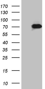 ZNF18 Antibody (aa183-405, clone OTI2C1)