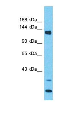 Polyclonal Rabbit anti-Human PLEKHA5 Antibody (aa1095-1144, WB)
