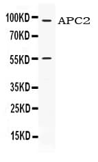 APCL / APC2 Antibody